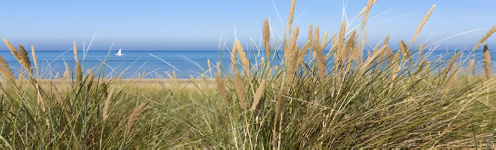 TPES10922: Hierba de dunas frente al mar