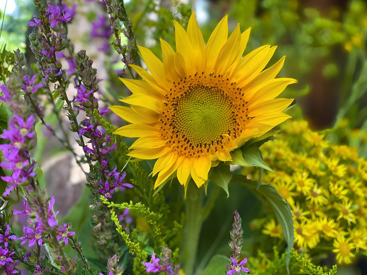 Un sol amarillo entre espigas moradas