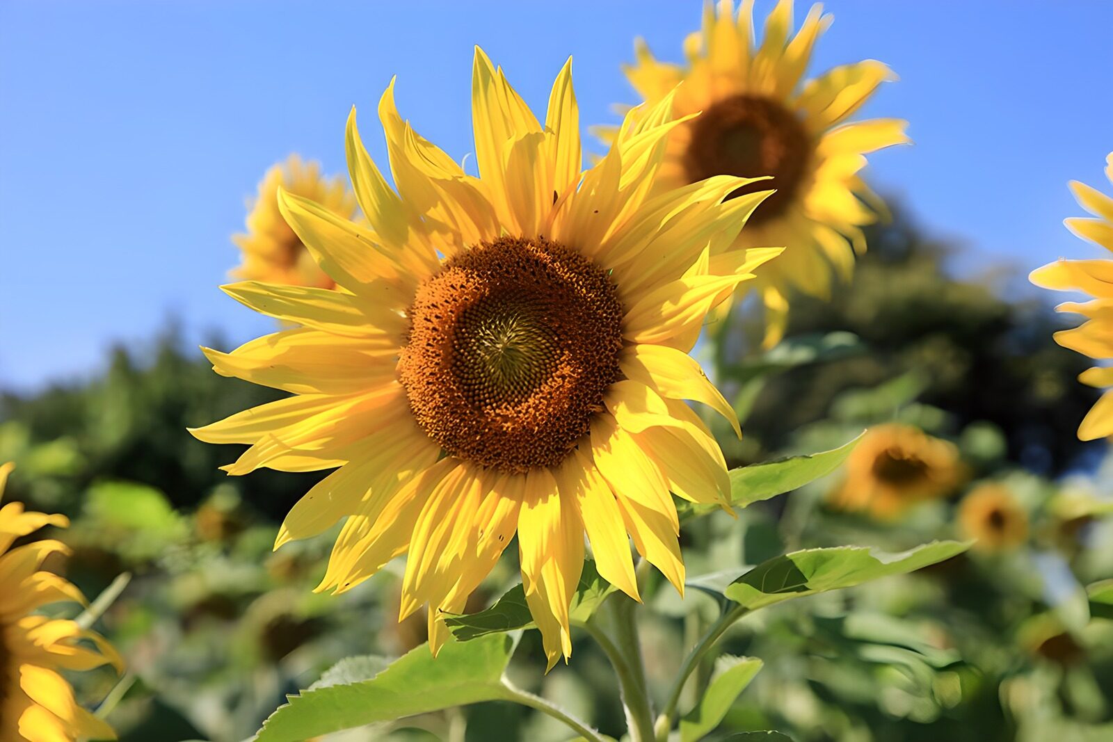 TPES91897: Girasol amarillo al sol de verano