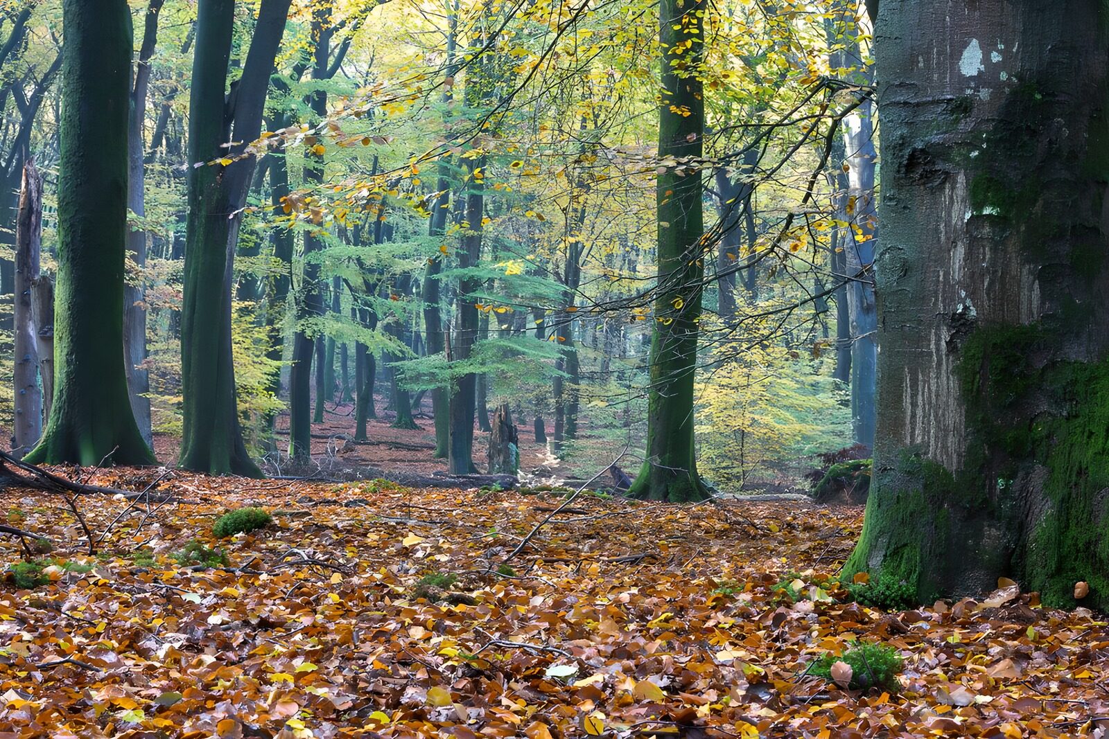TPES34561: Bosque de otoño entre hojas y musgo