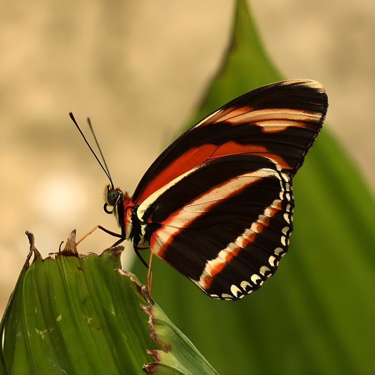 Mariposa roja y negra sobre una hoja