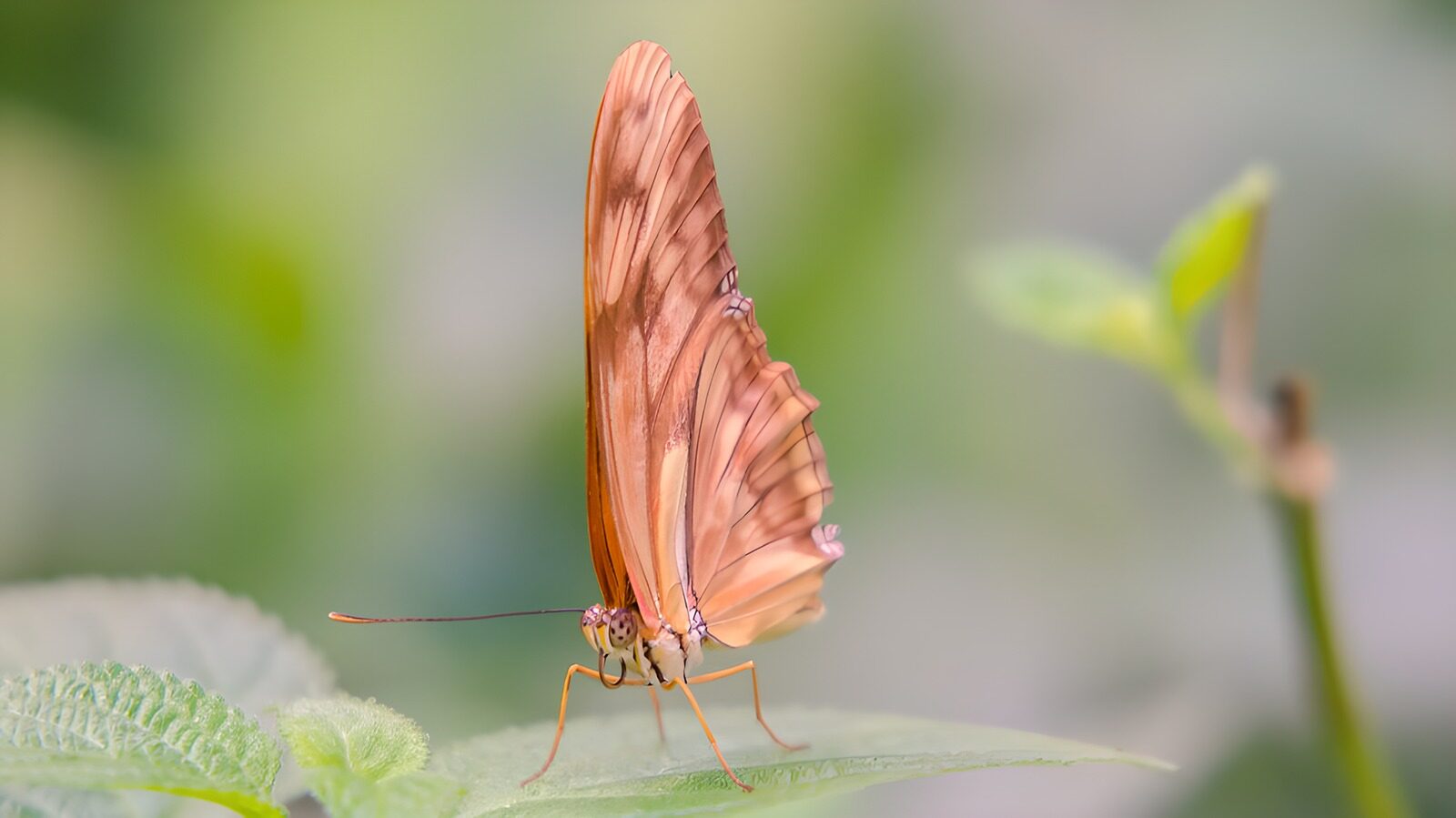 TPES58957: Mariposa naranja sobre una hoja