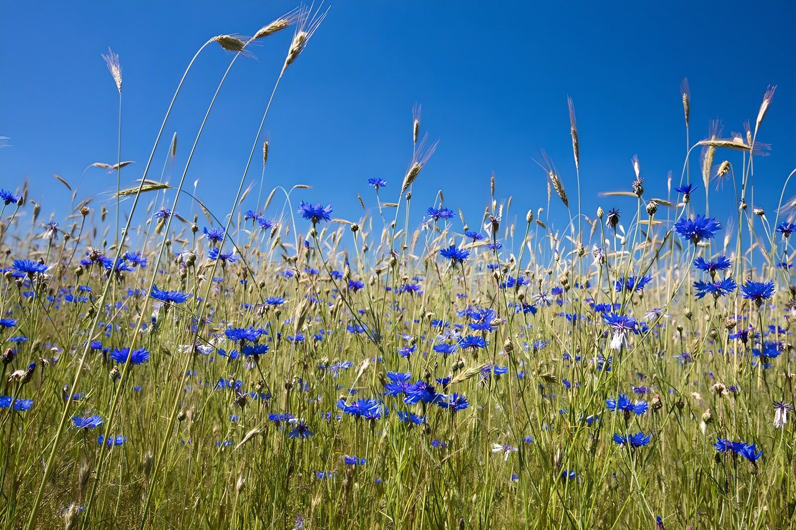 TPES30912: Acianos azules entre hierbas al sol