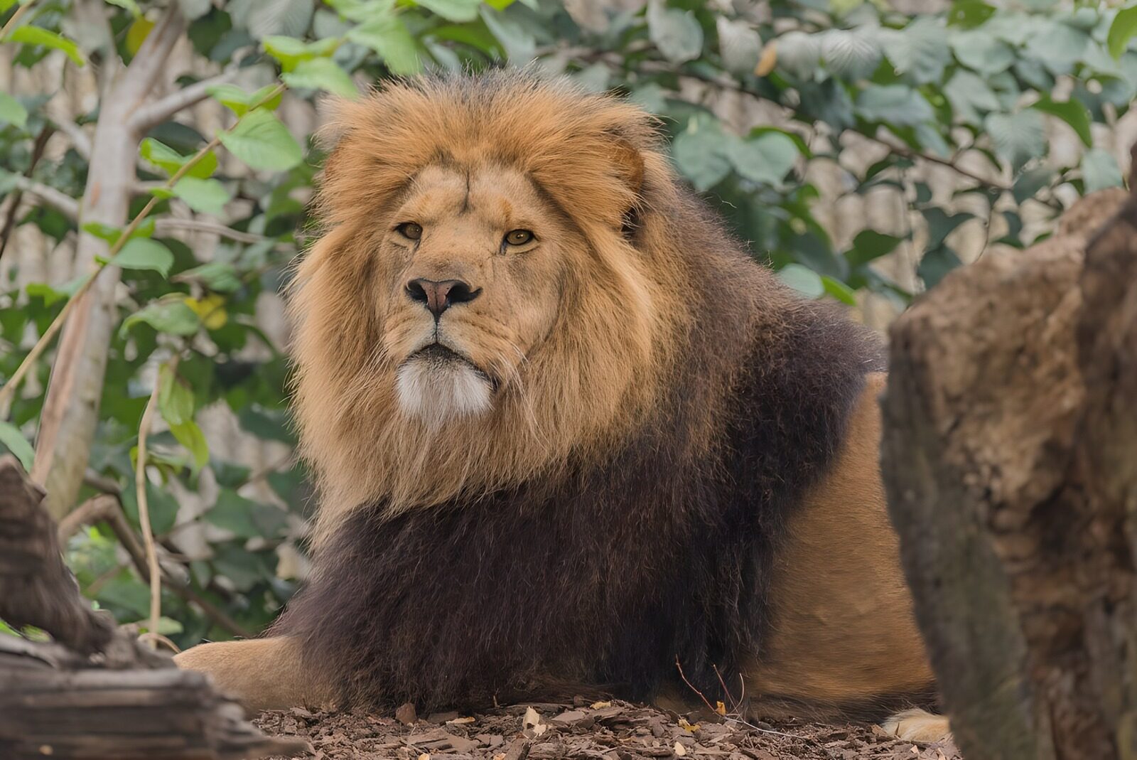 TPES24548: León macho en reposo entre hojas secas