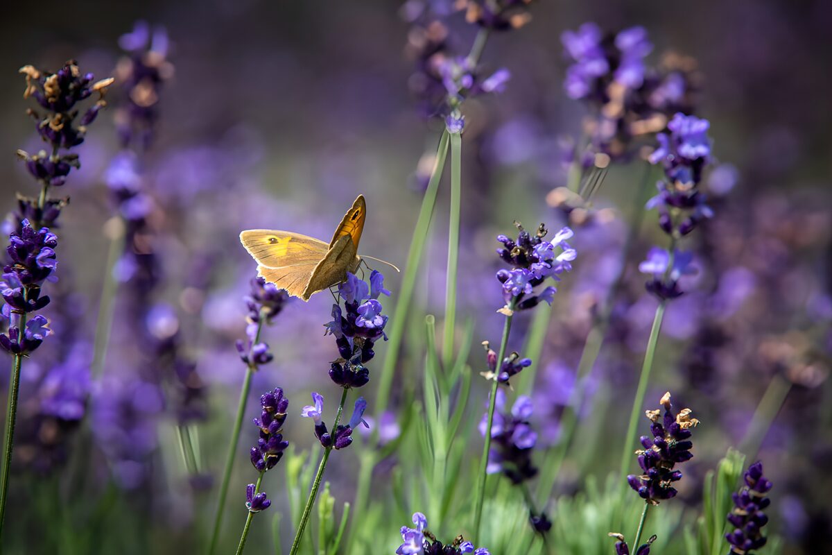 Mariposa dorada sobre lavanda al sol