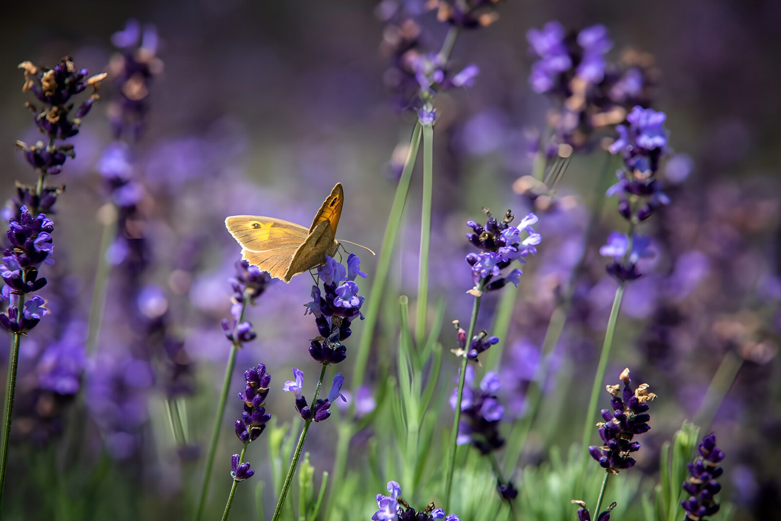 TPES94472: Mariposa dorada sobre lavanda al sol