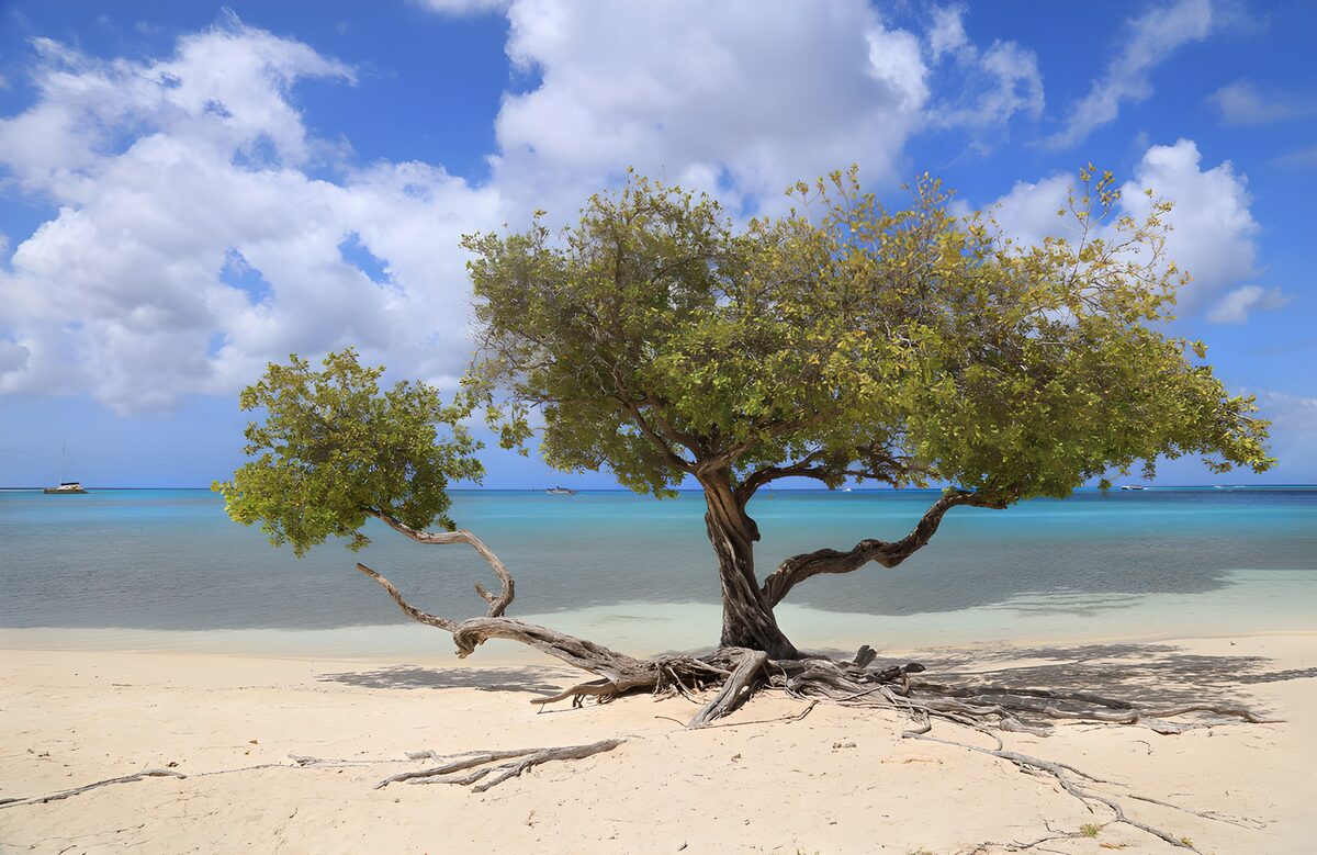 Árbol costero junto al mar en calma