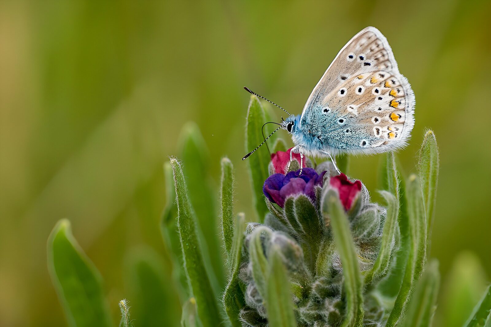 TPES28993: Mariposa sobre flores rosas y violetas