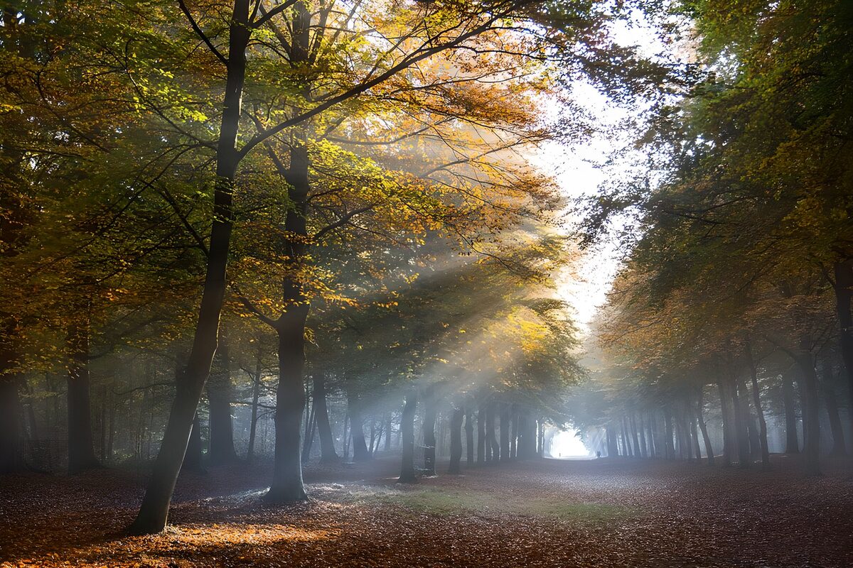 Sendero de otoño entre brumas y rayos de sol