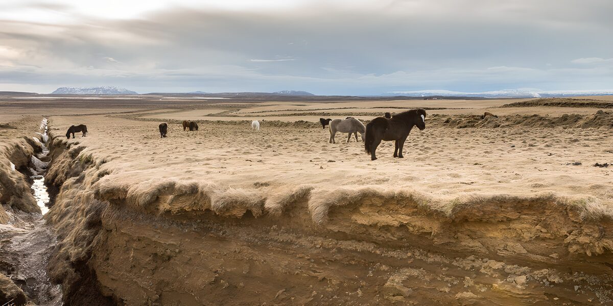 Caballos en la llanura de hierba seca