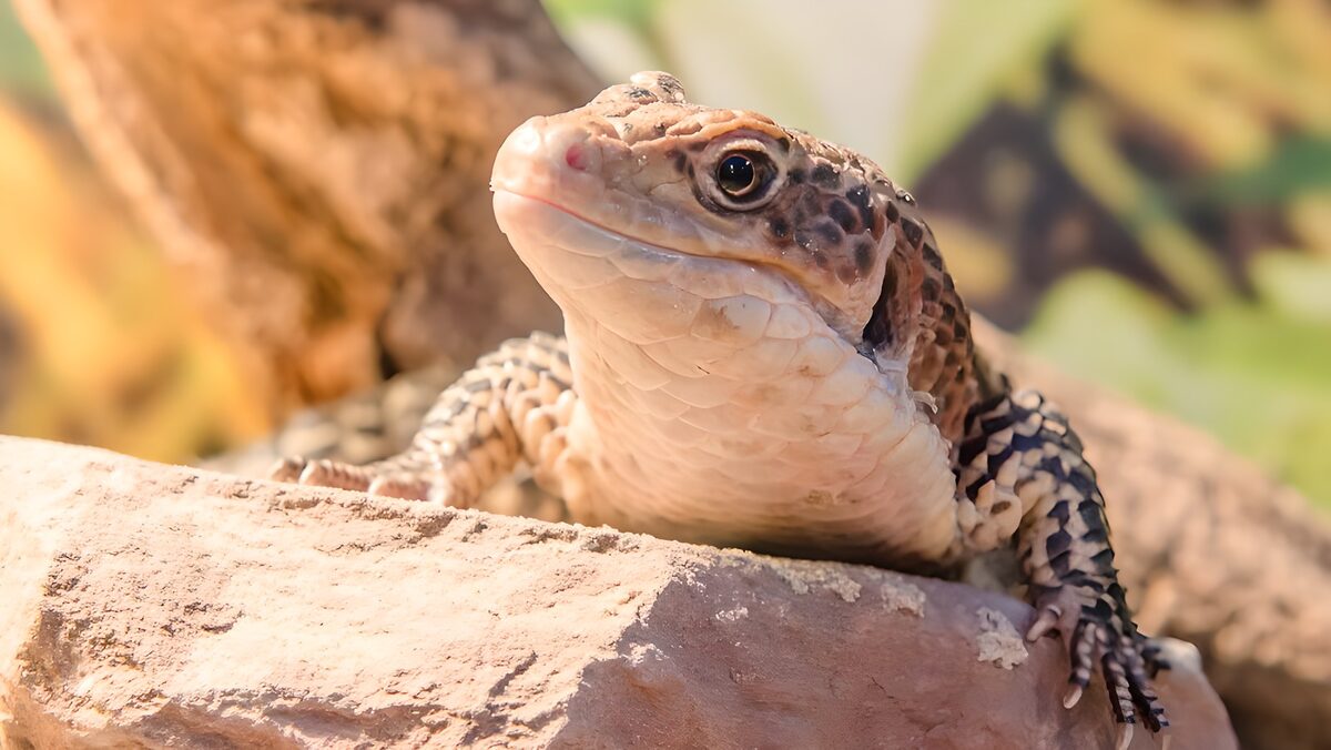 Lagarto entre rocas al sol