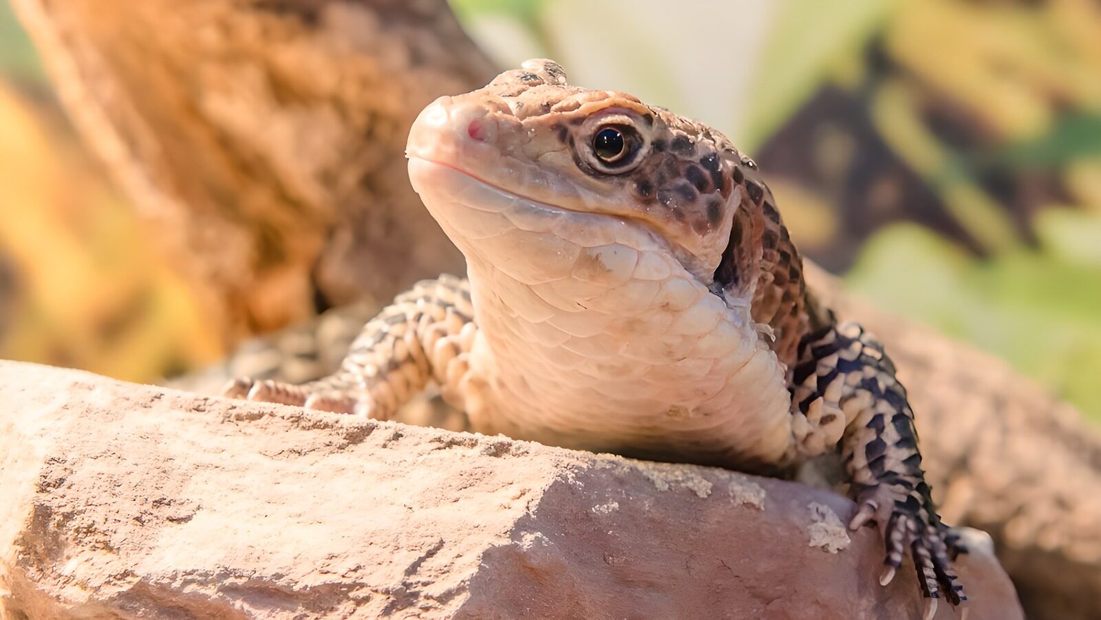 TPES46606: Lagarto entre rocas al sol