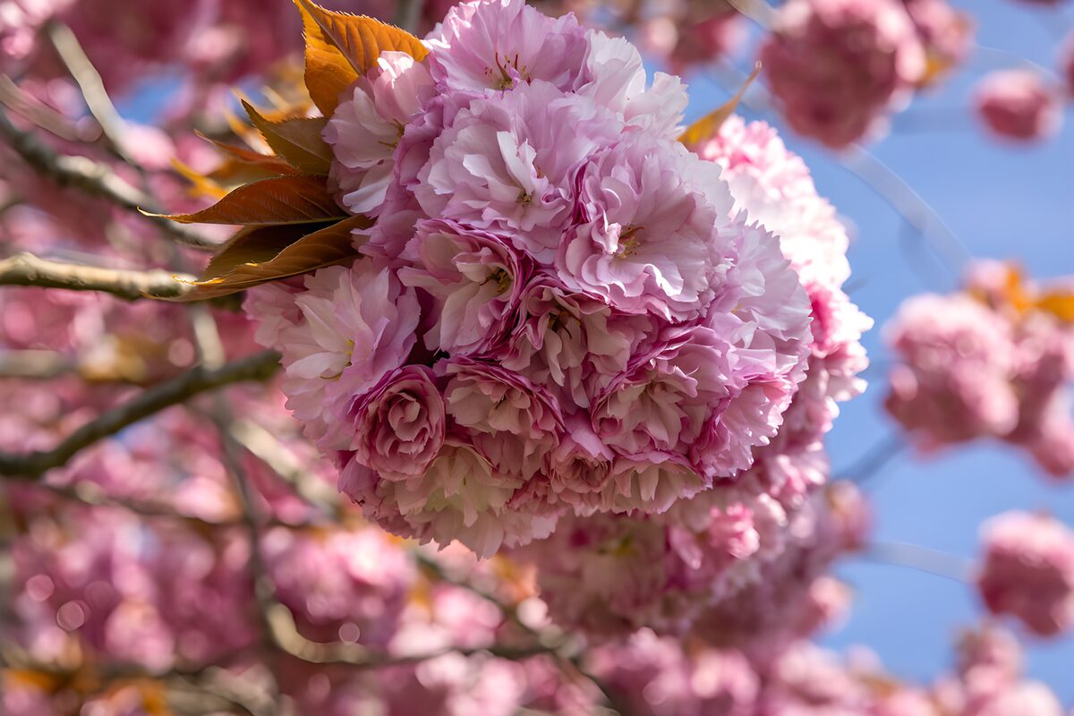 TPES90960: Flores de cerezo rosa al sol
