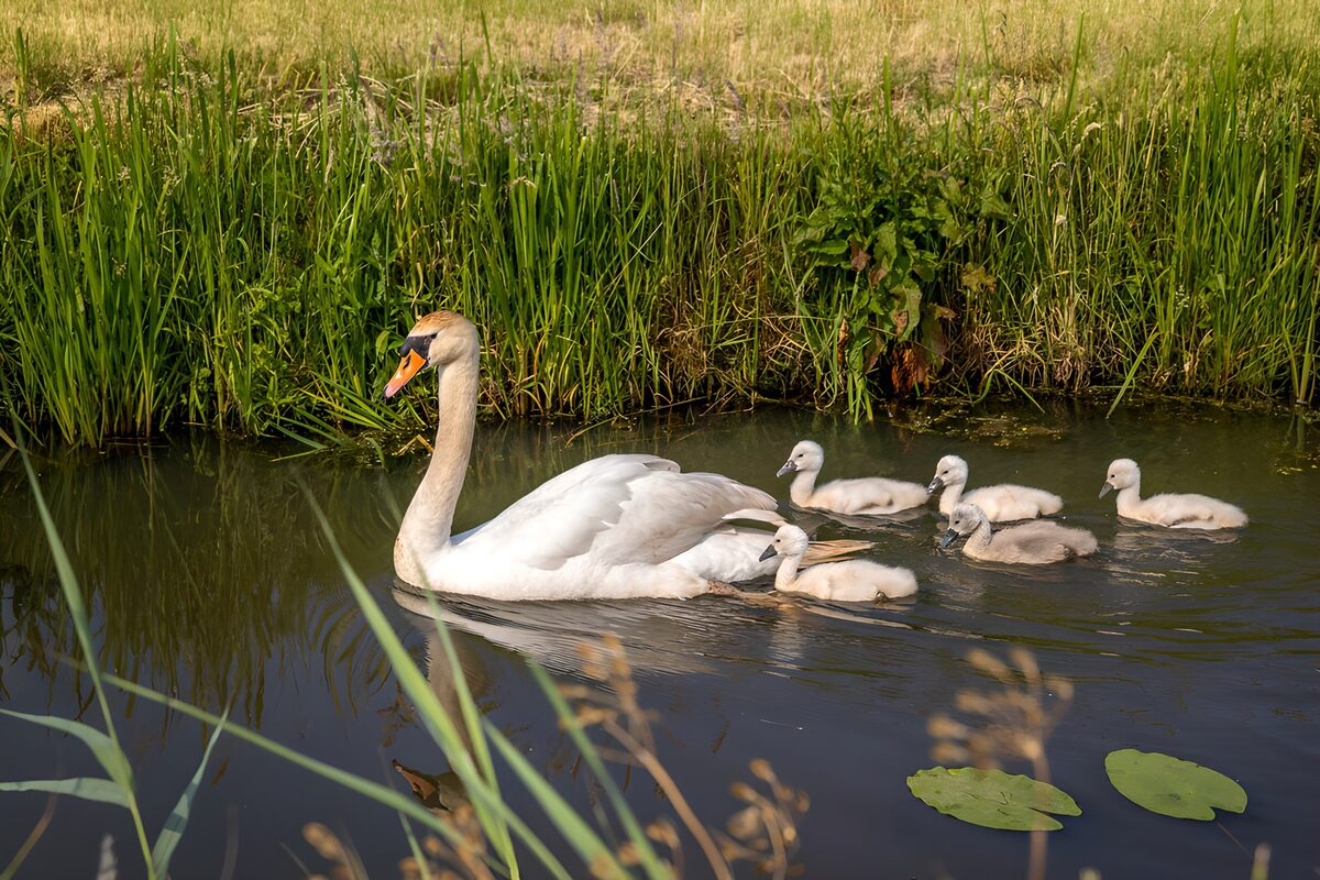 TPES12236: Cisne y cinco crías en aguas tranquilas