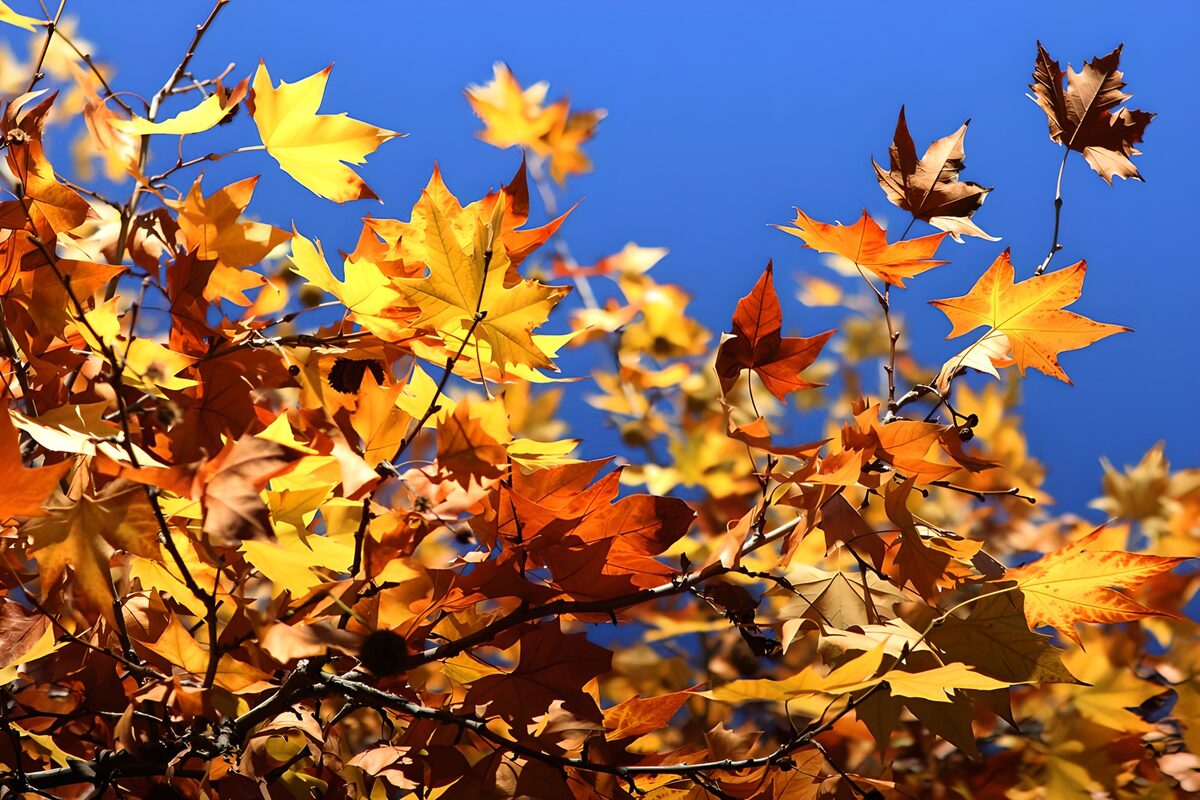 Hojas de otoño sobre un cielo azul