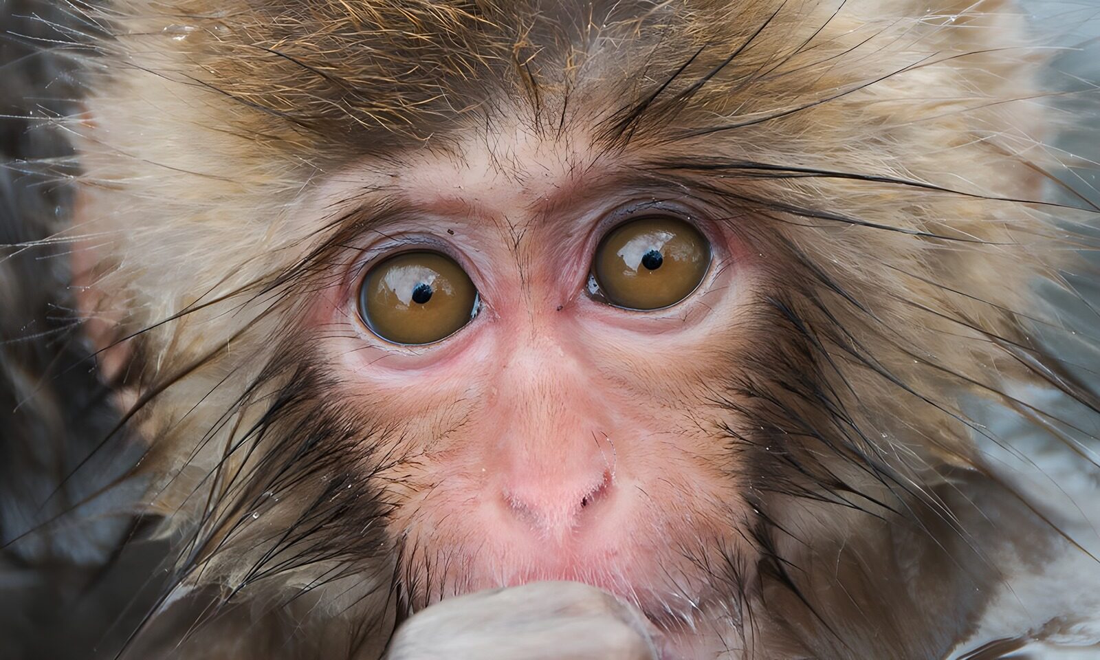TPES59457: Retrato de un macaco de mirada curiosa
