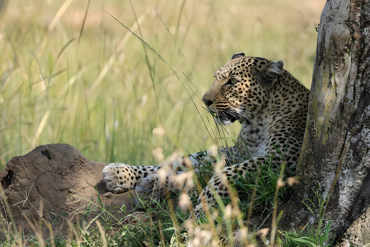 Leopardo en reposo junto al árbol
