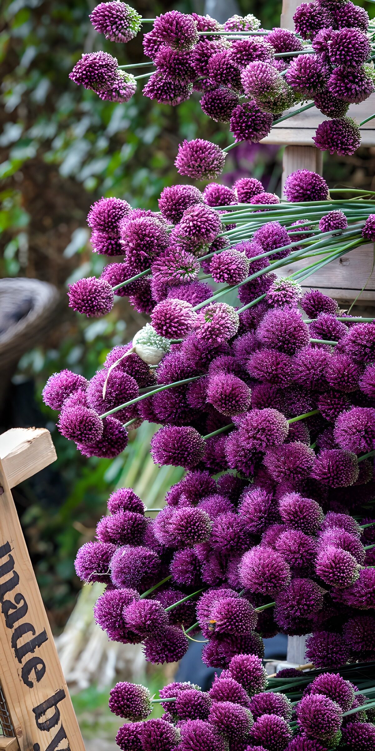 TPES92295: Flores de allium en un mar violeta