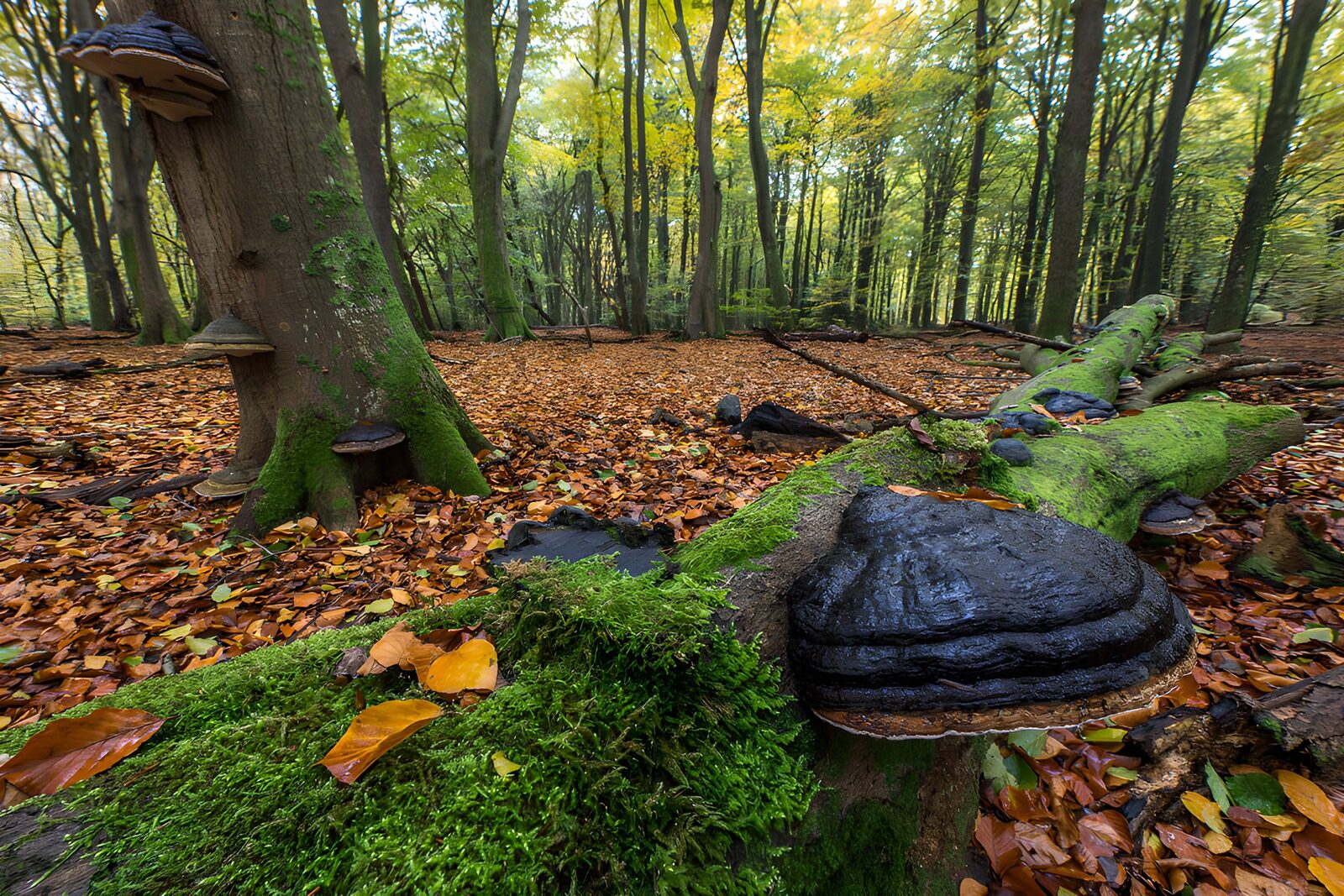 TPES89876: Hongos y musgo en el bosque de otoño