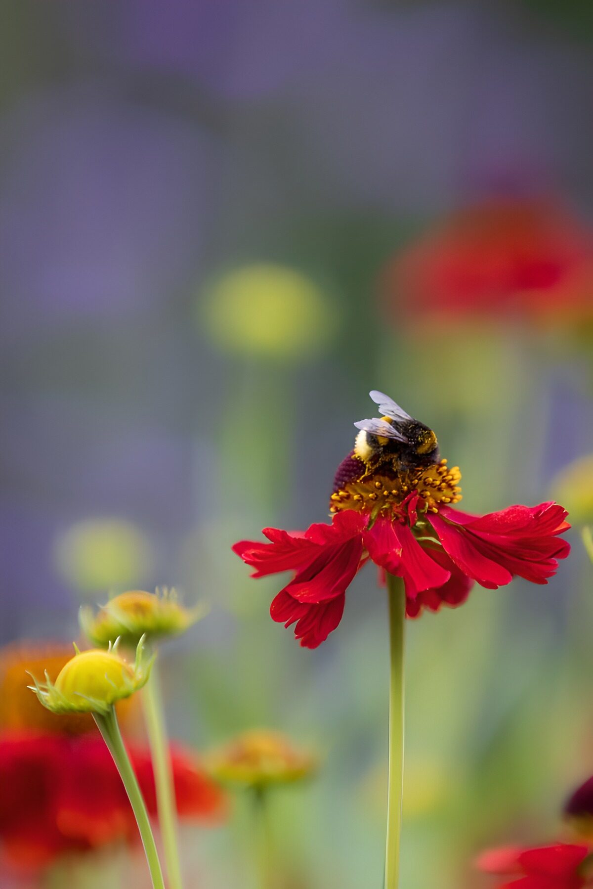 Abejorro en una flor roja, luz suave