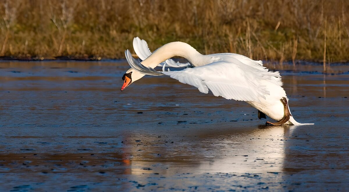 Cisne con las alas abiertas sobre el hielo