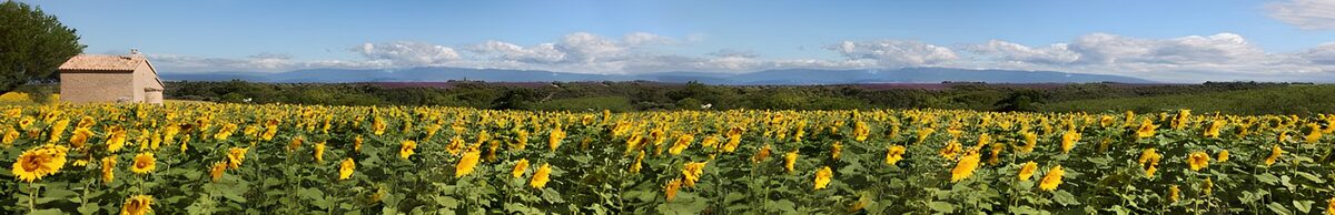 TPES67942: Un mar de girasoles que roza el cielo