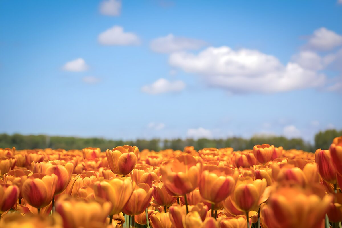 Tulipanes naranjas y amarillos al sol